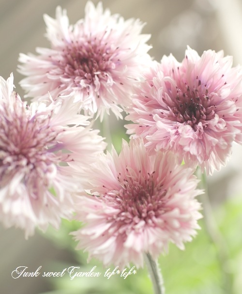 矢車草・コーンフラワー セントーレア 『トールピンク』 | すべての