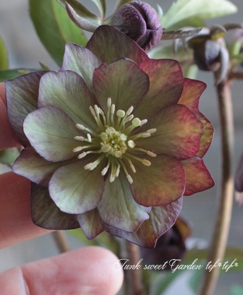 花摘みの連作 いつの間にか開花｜やまもとさとこ