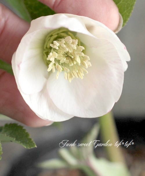 ±ࡦƣ<BR>ꥹޥֳ5ȭ<BR>ؤۤΤԥ󥯤ܤno.20