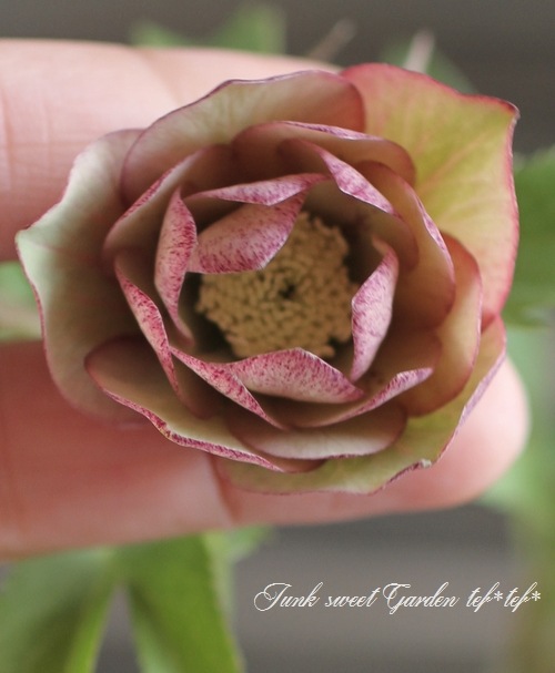 <i>Helleborus</i><BR>ꥹޥ<BR>¿񵸹<BR>DD2016no.78