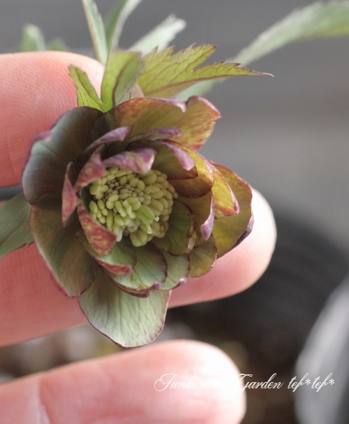 クリスマスローズ　絞り認定　鉄人06 2026.1.25 Hobby Gardening February 2026 issue features Christmas