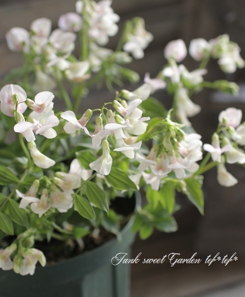 �������ɺ������ȥԡ����إ饷�饹���ۥ磻�ȡ��ԥ󥯡�