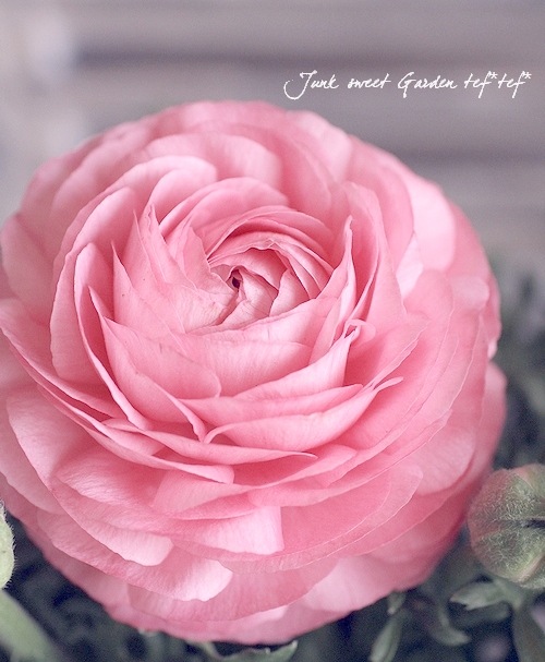 <i>Ranunculus asiaticus</i><BR><BR>�󤻿����ˤ������ᡪ<BR>��ʥ󥭥�饹<BR>�إۥ磻�ȥԥ󥯡�