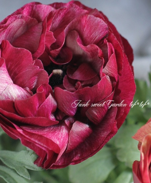 i>Ranunculus asiaticus</i><BR><BR>見元園芸の新品種！<BR