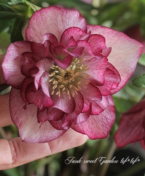 i>Helleborus</i><BR><BR>クリスマスローズ・開花株！<BR>『ダブル咲き