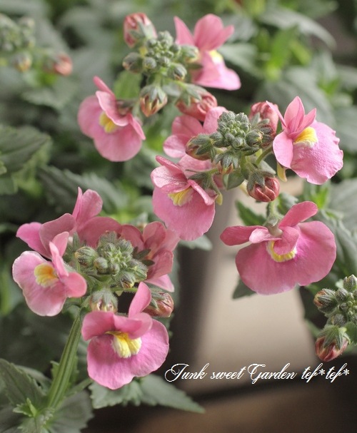 �͵��餭�����ɺ��ͥ᥷�����˥� �إԥ󥯡�