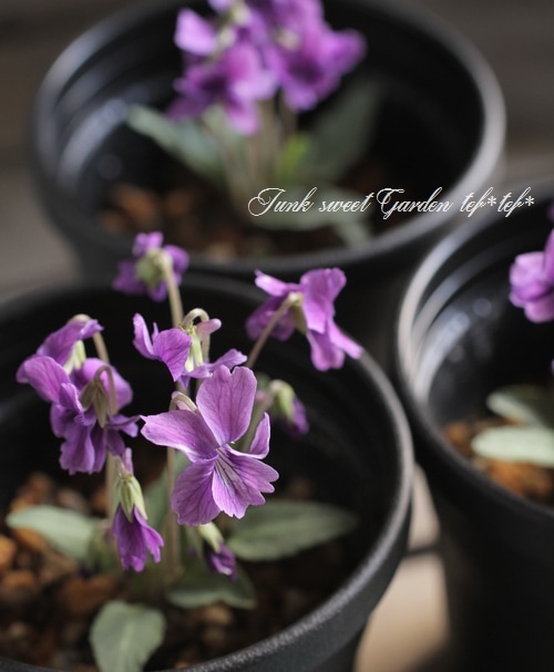 i>Viola</i><BR><BR>大人可愛い宿根スミレ<BR>八重咲き『ノジスミレ