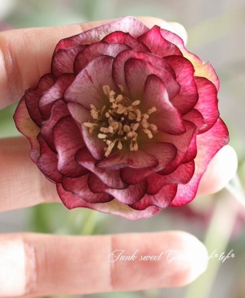 クリスマスローズ 開花株 SSいろはhyb i>Helleborus</i><BR><BR>クリスマスローズ・開花株！<BR>『ダブル咲き