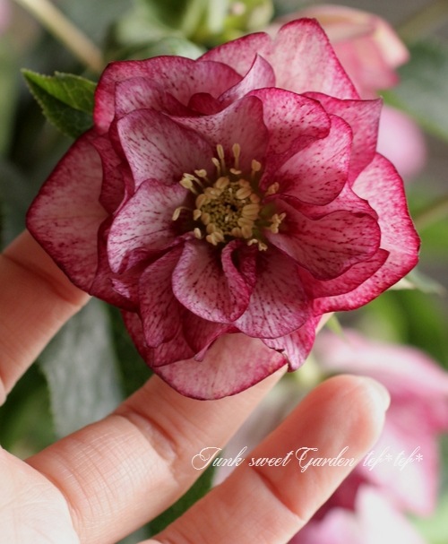 ローズ i>Helleborus</i><BR><BR>クリスマスローズ・開花株！<BR>『ダブル咲き