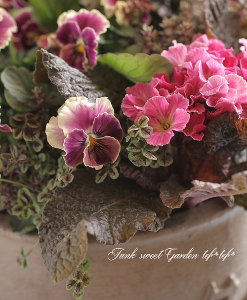 u*b様 プティフール　ビオラ　ハルグリン　送料込み tef*tef*寄せ植え<BR>2016 * no.35 *<BR><BR>『銅葉プリムラ×ビオラ