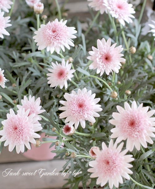 <i>Argyranthemum frutescens</i><BR><BR>���֥餵��Υޡ�����å�<BR>�Υ������꡼��<BR>�ؤ�����������