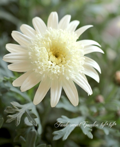 マーガレット DOUBLE FACE SOFT COTTON JERSEY TOP | MARGARET HOWELL（マーガレット