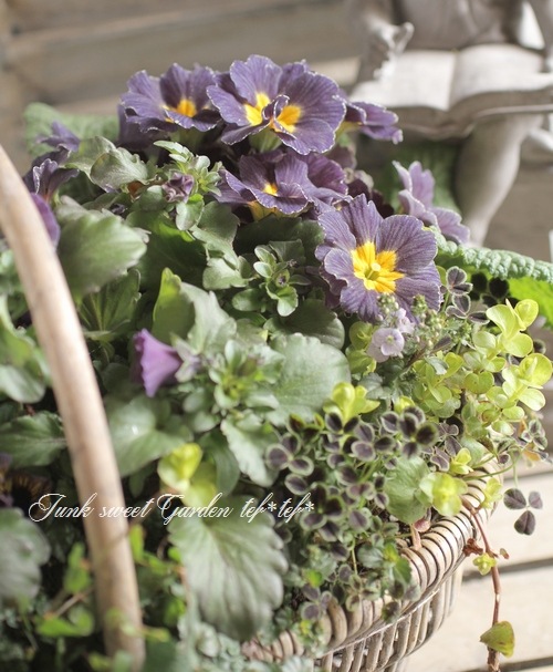 お値下げ　『poème』フリルパンジーとローダンセマムの寄せ植えバスケット まるで花束のような【パンジー・ビオラの寄せ植え】持ち手つきの