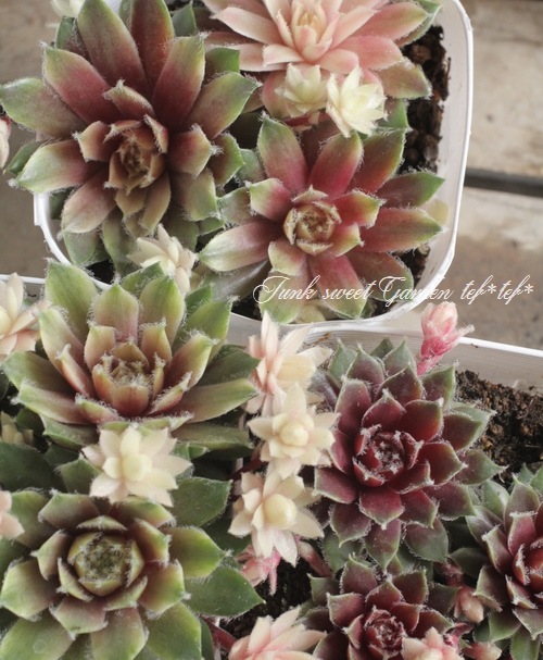 <i>Sempervivum</i><BR><BR>�����ࡦ����ڥ�ӥ���<BR>������إХ˥饷�ե����