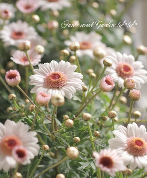 <i>Argyranthemum frutescens</i><BR><BR>�ޡ�����å�<BR>�ϥˡ��ӡ����꡼��<BR>�إ��֥�ۥ磻�ȥԥ󥯡�