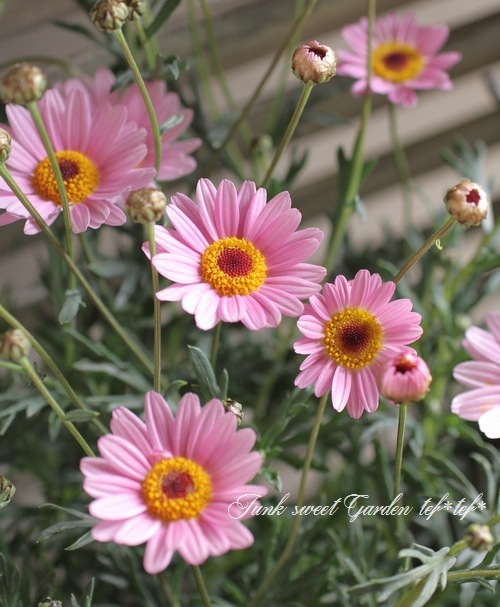 <i>Argyranthemum frutescens</i><BR><BR>�ޡ�����å�<BR>�ϥˡ��ӡ����꡼��<BR>�إ饤�ȥԥ󥯥�����������