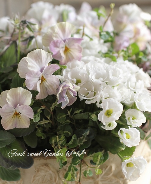 tef*tef*󤻿<BR>2016 * no.40 *<BR><BR>إӥevolveߥץ