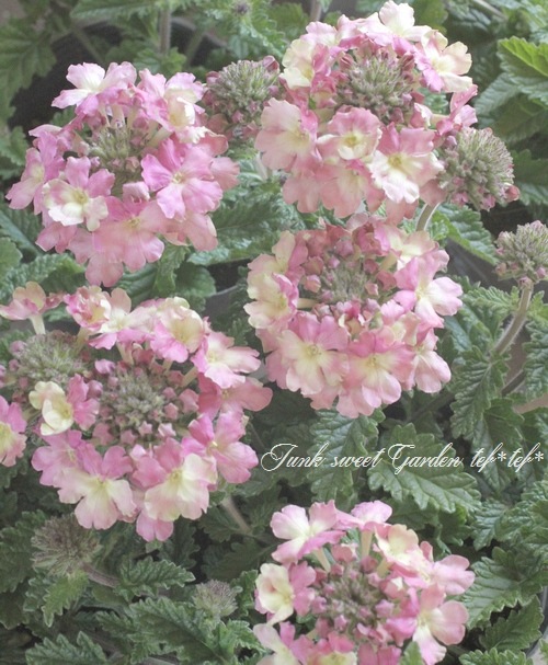 栄養系バーベナ ラナイ ヴィンテージウォッカ すべての商品 Junk Sweet Garden Tef Tef 栄養系バーベナ ラナイ ヴィンテージウォッカ すべての商品 Junk Sweet Garden Tef Tef