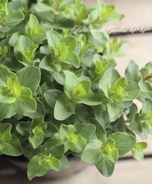 �֥��쥬�Ρ��إ٥ꥷ��١�