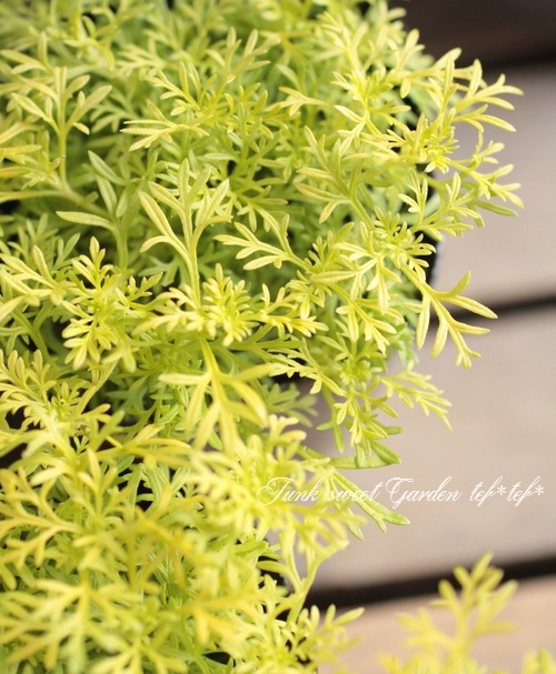 <i>Verbena tenera<i><BR><BR>�ɺ��С��٥ʡ��ƥͥ�<BR>�إ饤���