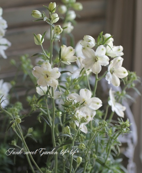 デルフィニウム ミルキーミント すべての商品 Junk Sweet Garden Tef Tef デルフィニウム ミルキーミント すべての商品 Junk Sweet Garden Tef Tef