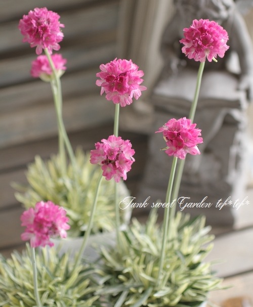 �����ꥢ���ꥢ���إ������ӡ��١��ϥޥ��󥶥�