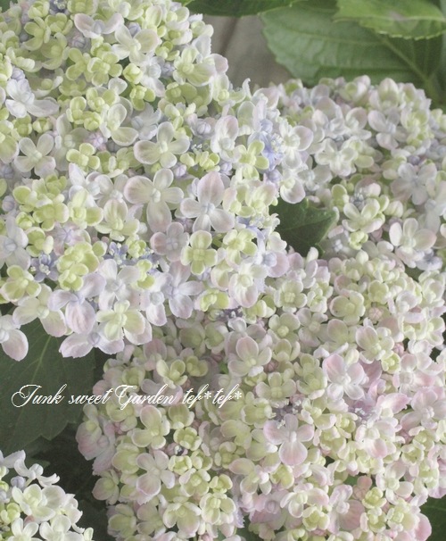 դ۲֡ޤ餭ػĻ -ߥɥ- ޤ