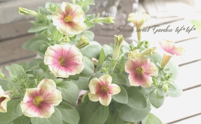<i>Petunia��hybrida</i><BR><BR>���֥餵��Υڥ���˥�<BR>�إ��������ޥ��å���