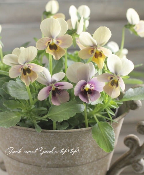 ビオラ410mm チェコ製1958年 中古 ビオラ410mm チェコ製1958年 中古