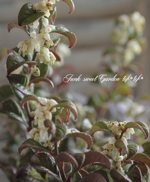 <i>Leucothoe axillaris</i><BR><BR>����ꥫ����ʥ�ƥ�<BR>�쥦���ȥ�<BR>�إ����꡼��åɡ�