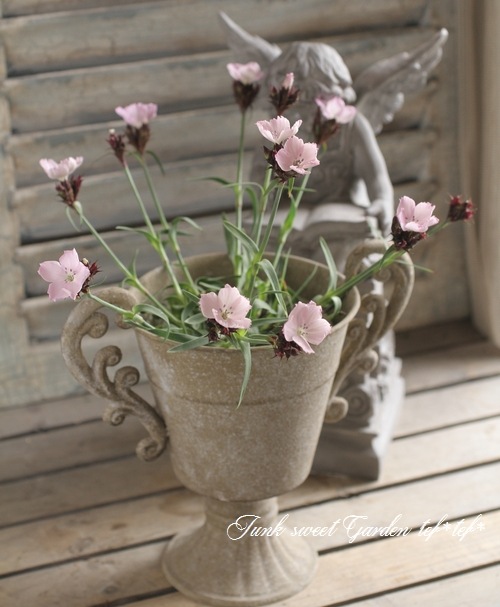 ナデシコ i>Dianthus carthusianorum</i><BR><BR>宿根ナデシコ<BR>ダイアンサス