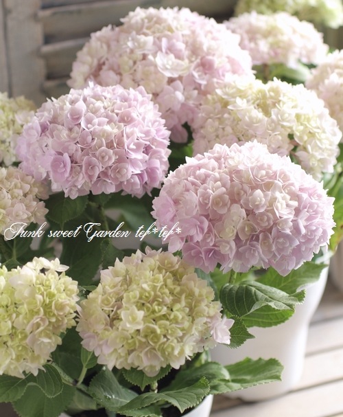 紫陽花パステル画８号 山紫陽花 