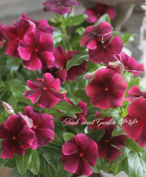 <i>Catharanthus roseus</i><BR><BR>˥˥<BR>ӥ<BR>إѥ饽 磻