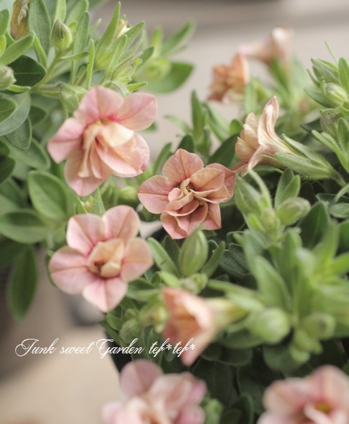 Ȭ�ź餭������֥饳�����ƥ��ե��������֥롡����ƥ��������꡼�� No.4