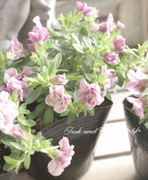 ��ʬ������롪Ȭ�ź餭����֥饳�����ƥ��ե��������֥롡����ƥ��������꡼�����إ��⡼�����ѡ��ץ�� No.2��