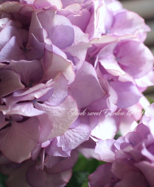 i>Hydrangea</i><BR><BR>豪華な八重咲き紫陽花<BR>『マリー