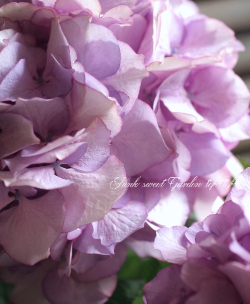 <i>Hydrangea</i><BR><BR>ڤȬź餭۲<BR>إޥ꡼ȥͥåȡ٥֥롼