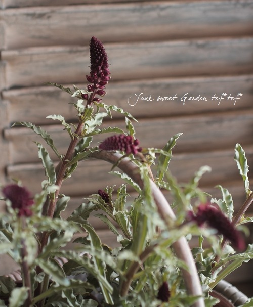 <i>Lysimachia atropurpurea</i><BR><BR>�ꥷ�ޥ���<BR>�إܥ���졼��