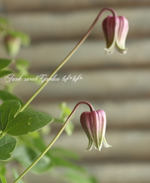 i>Clematis viorna</i><BR><BR>クレマチス・ヴィオルナ<BR