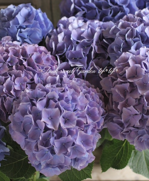 アジサイ ウェーブスパープル i>Hydrangea</i><BR><BR>秋色紫陽花品種<BR>『ブルーウェーブ