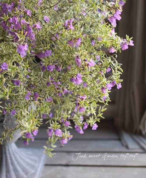 <i>Westringia fruticosa</i><BR><BR>ȥꥢ󡦥ޥ꡼<BR>ȥ󥮥<BR>إХꥨߥ饯륹