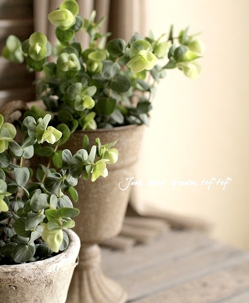 <i>Origanum rotundifolium</i><BR><BR>饤࿧β֥쥬<BR>إեꥢ