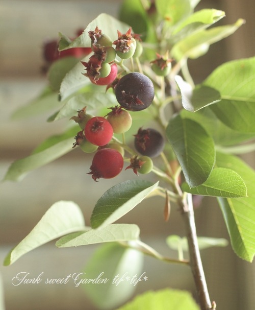 <i>Amelanchier x grandiflora</i><BR><BR>����ѥ����ʼ<BR>���塼��٥꡼<BR>�إץ�󥻥��������ʡ�