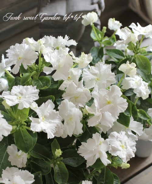 �������ݥ��ꥸ�ʥ�� �˥��˥��������إ�����塼�������� �ڥۥ磻�ȡ�