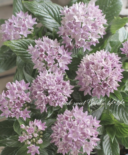 <i>Pentas lanceolata</i><BR><BR>Ƥν뤵繥<BR>ޤǳڤڥ󥿥<BR>֥롼ڥ󥿥Ȭ