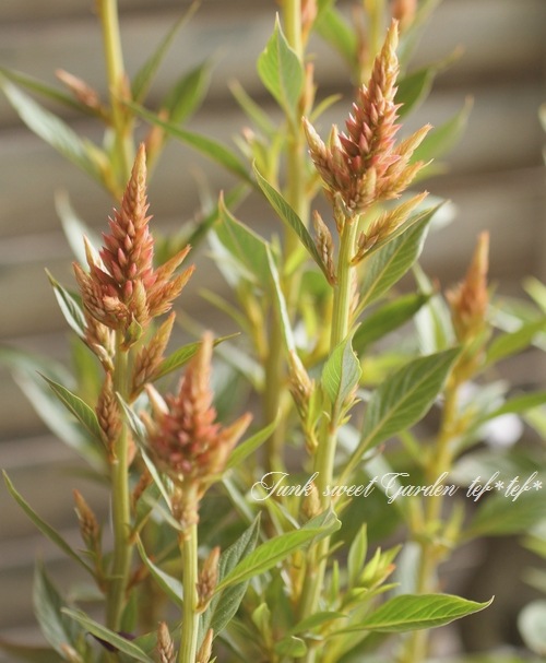 <i>Celosia argentea.</i><BR><BR>Ͳİ<BR><BR>إ륦ƥ饳å