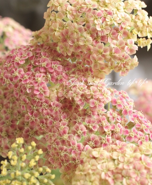 �ɺ��𥢥��쥢������ѥ����ʼ�إԡ���������������