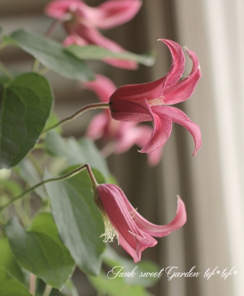 i>Clematis </i><BR><BR>クレマチス<BR>『テキセンシス』 no.1