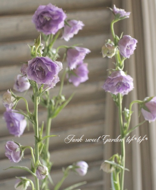 ☆良品☆スポード　カンパニュラ　CAMPANULA　デザートプレート　6枚 スポード カンパニュラ 20cmプレートを買い取りました｜ブランド食器