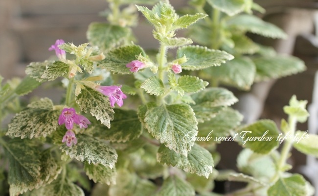 i>Calamintha grandiflora</i><BR><BR>斑入りカラミンサ<BR>グランディ